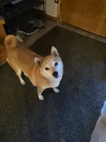 Toast, a female Shiba Inu for sale in Saint Cloud, MN – 3 of 7