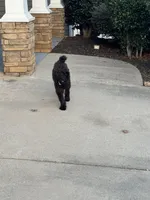 Bella, a female Goldendoodle for sale in Smyrna, GA – Photo 3 of 5