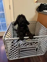 Bella, a female Goldendoodle for sale in Smyrna, GA – Photo 2 of 5