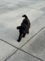 Bella, a female Goldendoodle for sale in Smyrna, GA – Photo 5 of 5