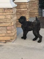 Bella, a female Goldendoodle for sale in Smyrna, GA – Photo 4 of 5