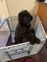 Bella, a female Goldendoodle for sale in Smyrna, GA – Photo 1 of 5