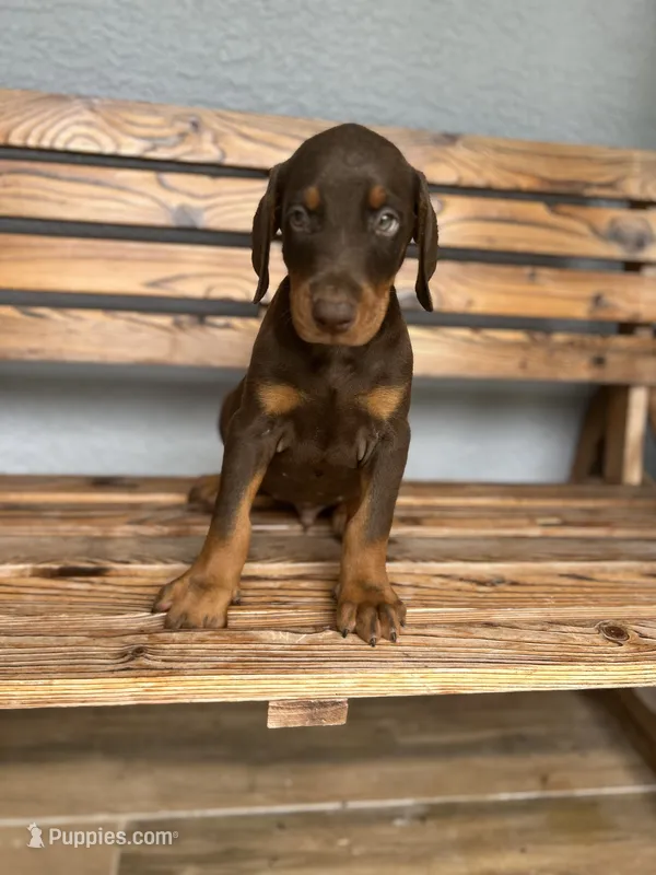 Caleb – Doberman Pinscher puppy for sale in Ocala, FL