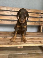Caleb, a male Doberman Pinscher for sale in Ocala, FL – 1 of 6