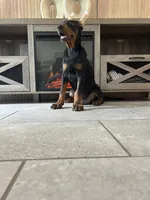 Coco, a male Doberman Pinscher for sale in Ocala, FL – 2 of 4