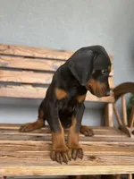 Kyle, a male Doberman Pinscher for sale in Ocala, FL – 2 of 7