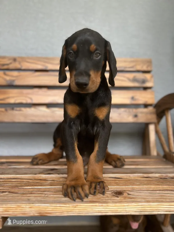 Coco – Doberman Pinscher puppy for sale in Ocala, FL