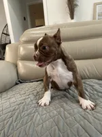Lili, a female American Bully for sale in Ocala, FL – 2 of 3