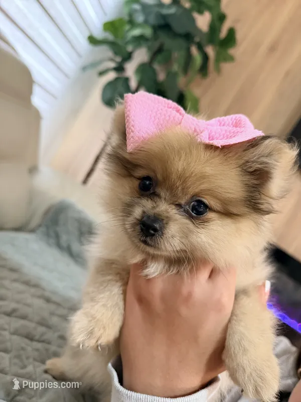 Lili – Pomeranian puppy for sale in Ocala, FL
