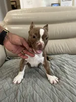 Lili, a female American Bully for sale in Ocala, FL – 3 of 3