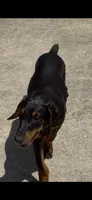 Max, a male Doberman Pinscher for sale in Ocala, FL – 2 of 5