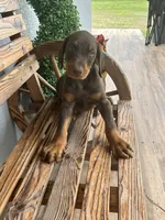 Caleb, a male Doberman Pinscher for sale in Ocala, FL – 6 of 6