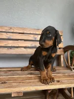 Kyle, a male Doberman Pinscher for sale in Ocala, FL – 5 of 7