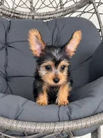Luca, a male Yorkshire Terrier for sale in Ocala, FL – 2 of 2