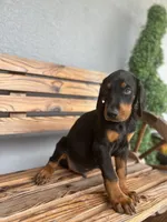 Kyle, a male Doberman Pinscher for sale in Ocala, FL – 6 of 7