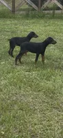 Max, a male Doberman Pinscher for sale in Ocala, FL – 4 of 5