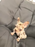 Merle, a female French Bulldog for sale in Ocala, FL – 5 of 5