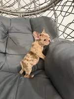 Lili, a female French Bulldog for sale in Ocala, FL – 2 of 4