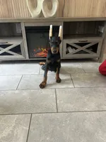 Coco, a male Doberman Pinscher for sale in Ocala, FL – 3 of 4