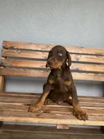 Caleb, a male Doberman Pinscher for sale in Ocala, FL – 4 of 6