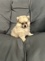 Lili, a female Pomeranian for sale in Ocala, FL – 2 of 4