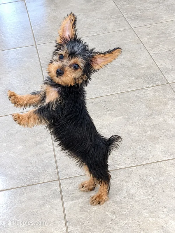 Luca – Yorkshire Terrier puppy for sale in Ocala, FL
