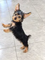 Luca, a male Yorkshire Terrier for sale in Ocala, FL – 1 of 2
