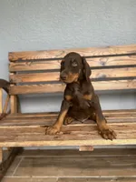 Caleb, a male Doberman Pinscher for sale in Ocala, FL – 3 of 6