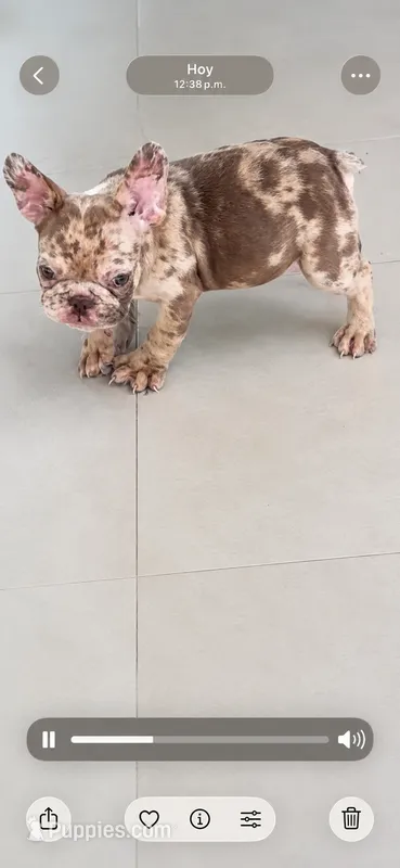Lili – French Bulldog puppy for sale in Ocala, FL