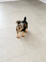 Lili, a female Yorkshire Terrier for sale in Ocala, FL – 2 of 3