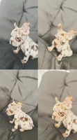 Merle, a female French Bulldog for sale in Ocala, FL – 1 of 5