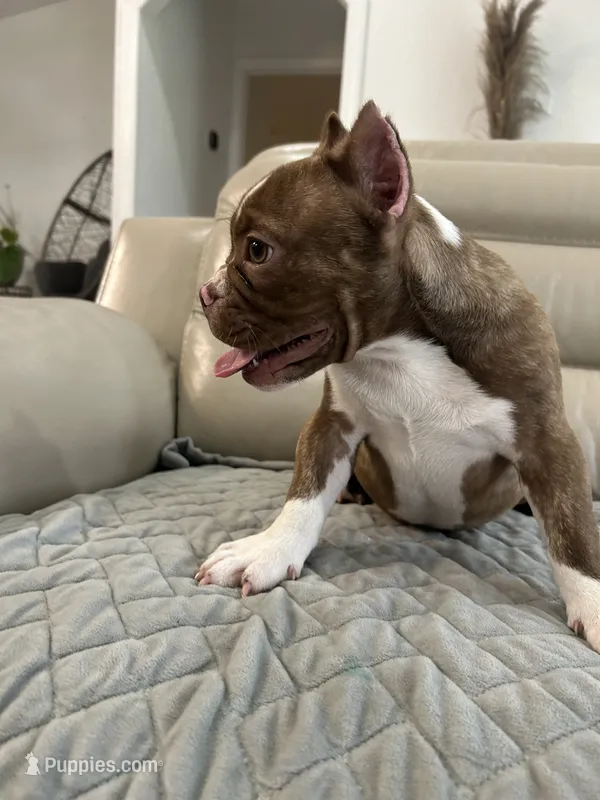 Lili, a female American Bully for sale in Ocala, FL – 1 of 3