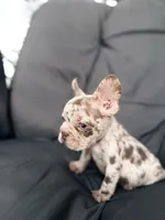 Merle, a female French Bulldog for sale in Ocala, FL – 2 of 5