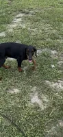 Max, a male Doberman Pinscher for sale in Ocala, FL – 3 of 5