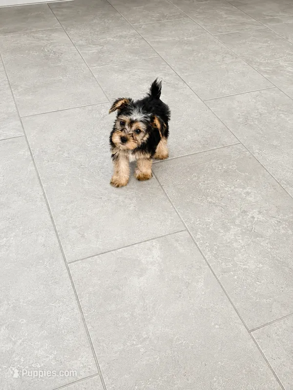 Lili – Yorkshire Terrier puppy for sale in Ocala, FL