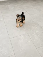 Lili, a female Yorkshire Terrier for sale in Ocala, FL – 1 of 3