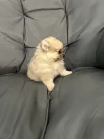 Lili, a female Pomeranian for sale in Ocala, FL – 3 of 4