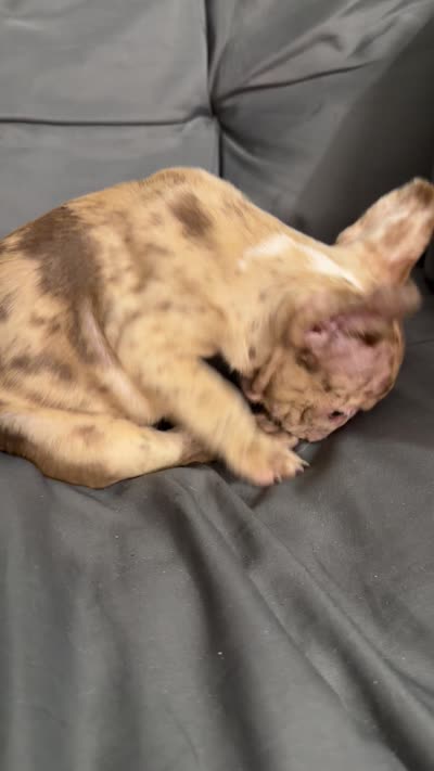 Lili, a female French Bulldog for sale in Ocala, FL – 4 of 4