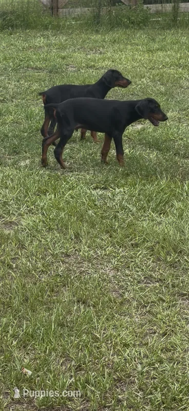Max – Doberman Pinscher puppy for sale in Ocala, FL