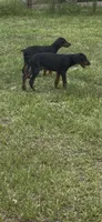 Max, a male Doberman Pinscher for sale in Ocala, FL – 1 of 5