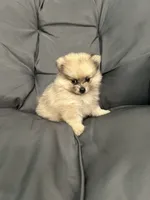 Lili, a female Pomeranian for sale in Ocala, FL – 1 of 4