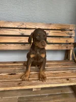 Caleb, a male Doberman Pinscher for sale in Ocala, FL – 2 of 6
