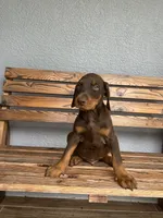 Caleb, a male Doberman Pinscher for sale in Ocala, FL – 5 of 6