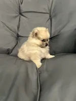 Lili, a female Pomeranian for sale in Ocala, FL – 4 of 4