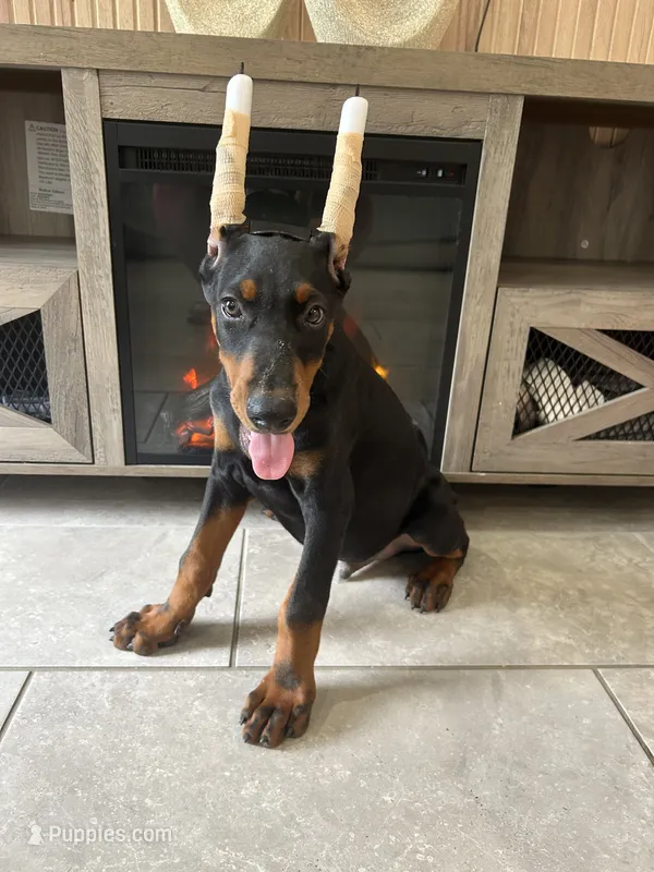 Coco – Doberman Pinscher puppy for sale in Ocala, FL