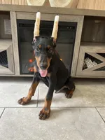 Coco, a male Doberman Pinscher for sale in Ocala, FL – 1 of 4