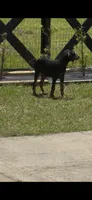 Max, a male Doberman Pinscher for sale in Ocala, FL – 5 of 5