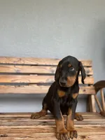 Kyle, a male Doberman Pinscher for sale in Ocala, FL – 3 of 7