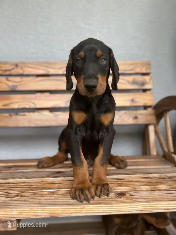 Kyle – Doberman Pinscher puppy for sale in Ocala, FL