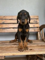 Kyle, a male Doberman Pinscher for sale in Ocala, FL – 1 of 7
